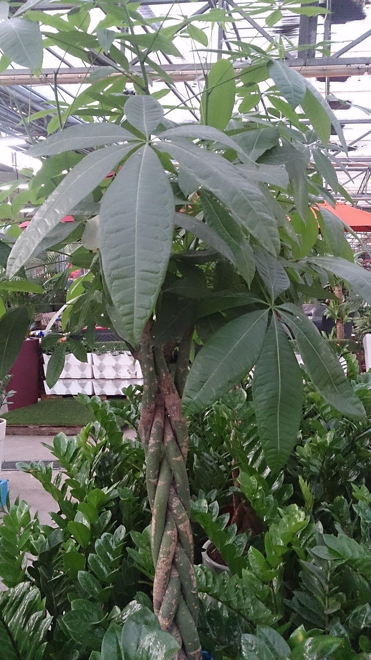 Representative young Money Tree with a braided trunk