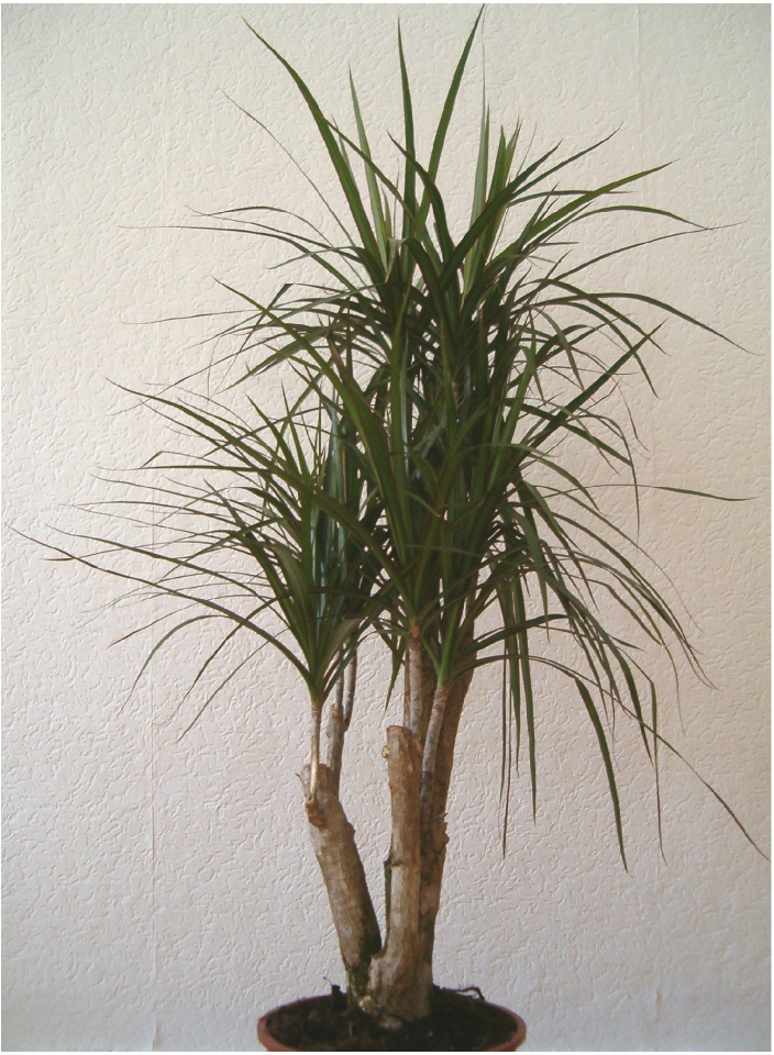 Representative indoor Dragon Tree with narrow arching leaves