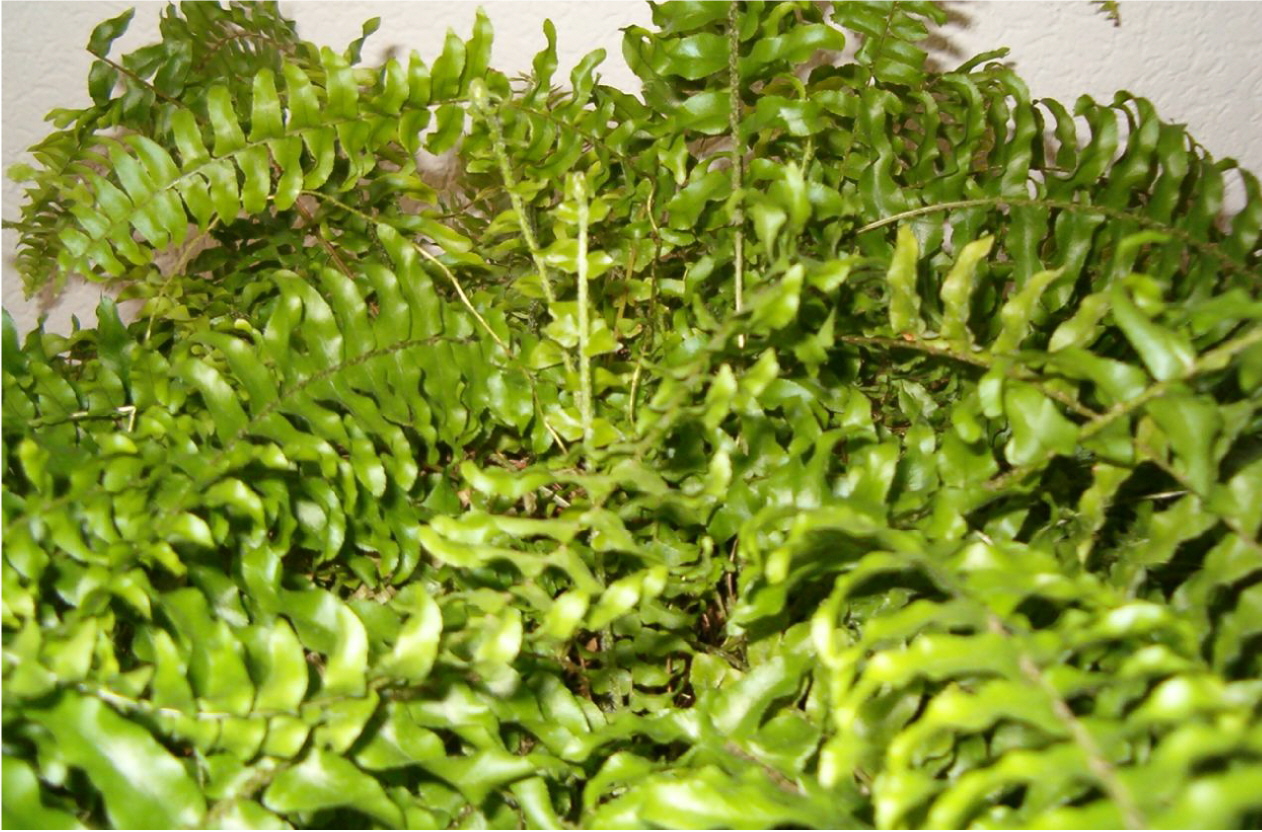 Representative indoor fern with lush green fronds