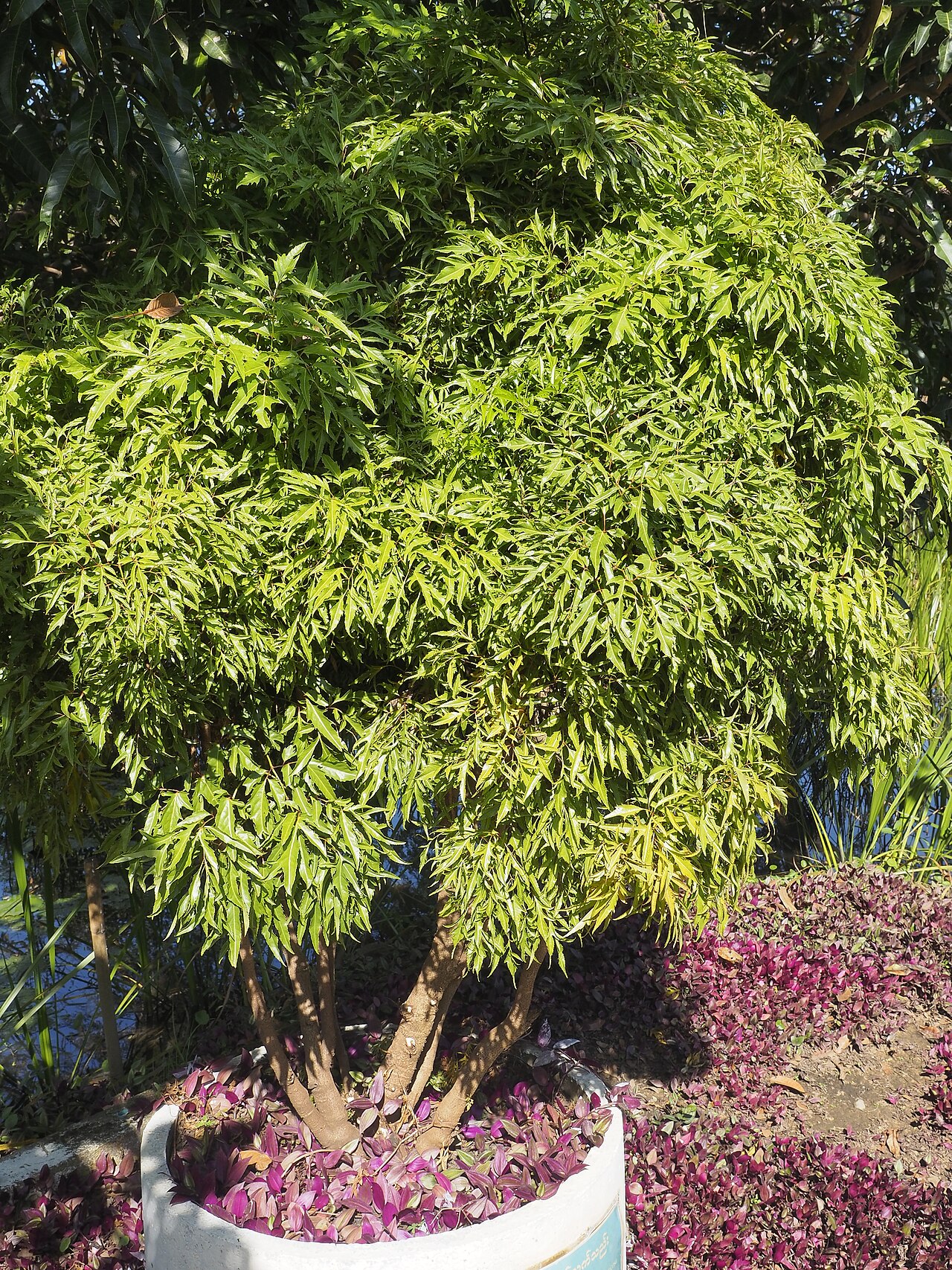 Representative Gold Ming Aralia with finely divided golden-green foliage