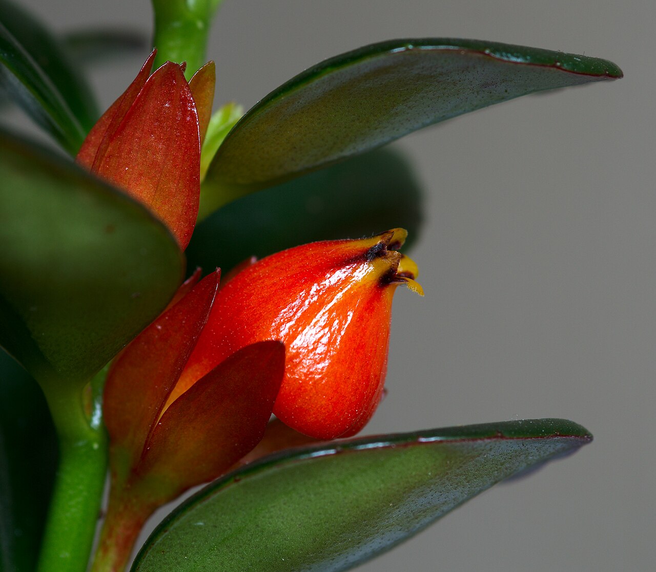 Representative Goldfish Plant with glossy leaves and orange flowers