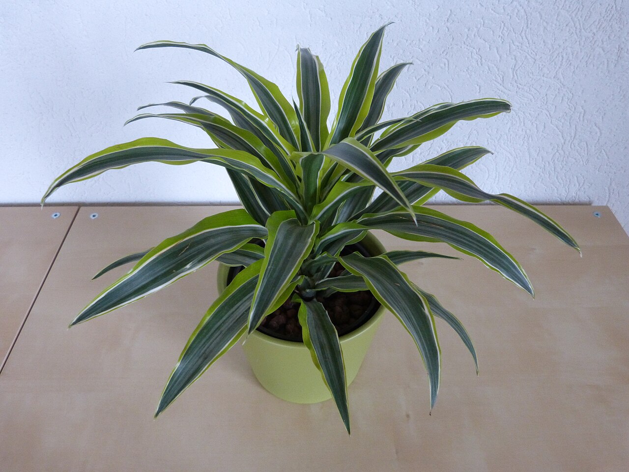 Representative potted Lemon Lime Dracaena with striped green foliage