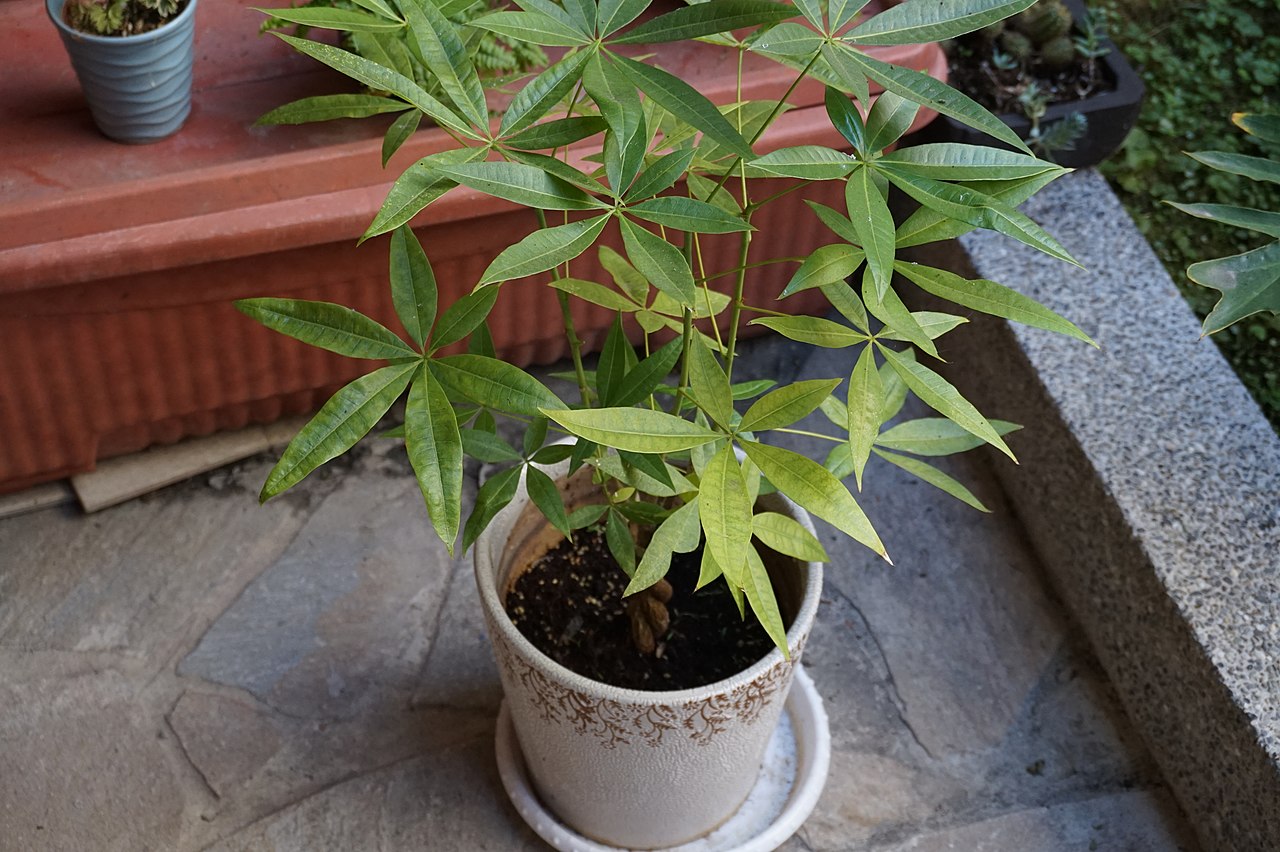 Representative potted Money Tree with green palmate leaves