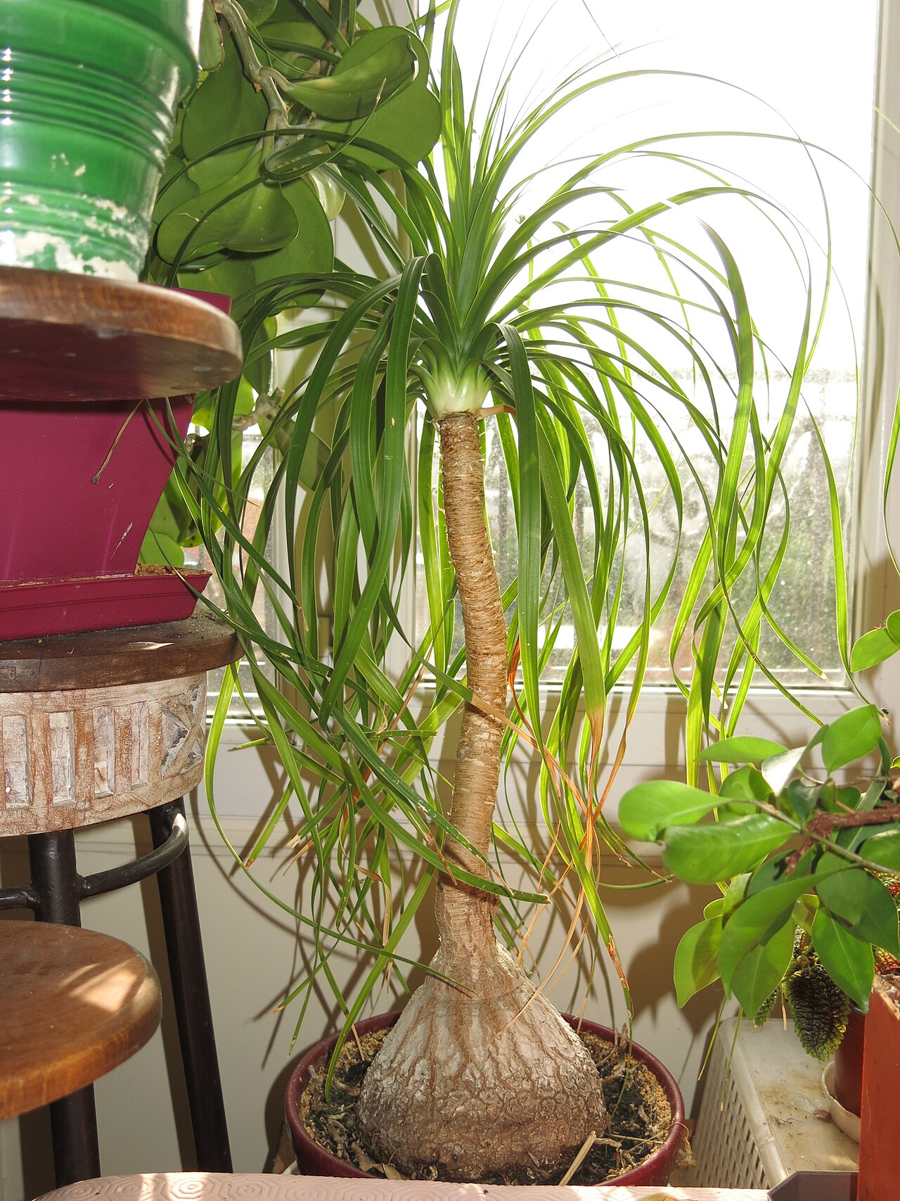 Representative potted Ponytail Palm with a rounded base and long arching leaves