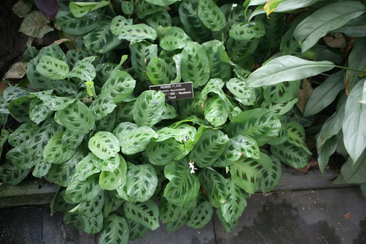 Representative Prayer Plant with patterned green leaves