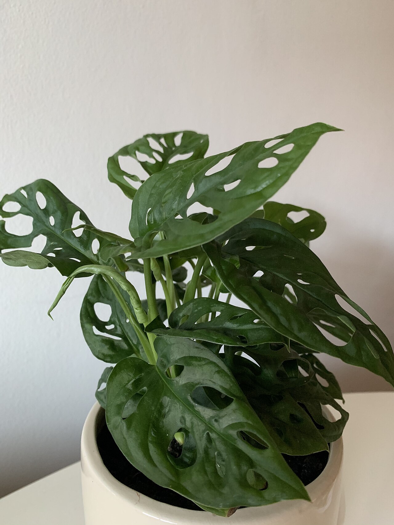 Representative potted Swiss Cheese Plant with naturally perforated leaves