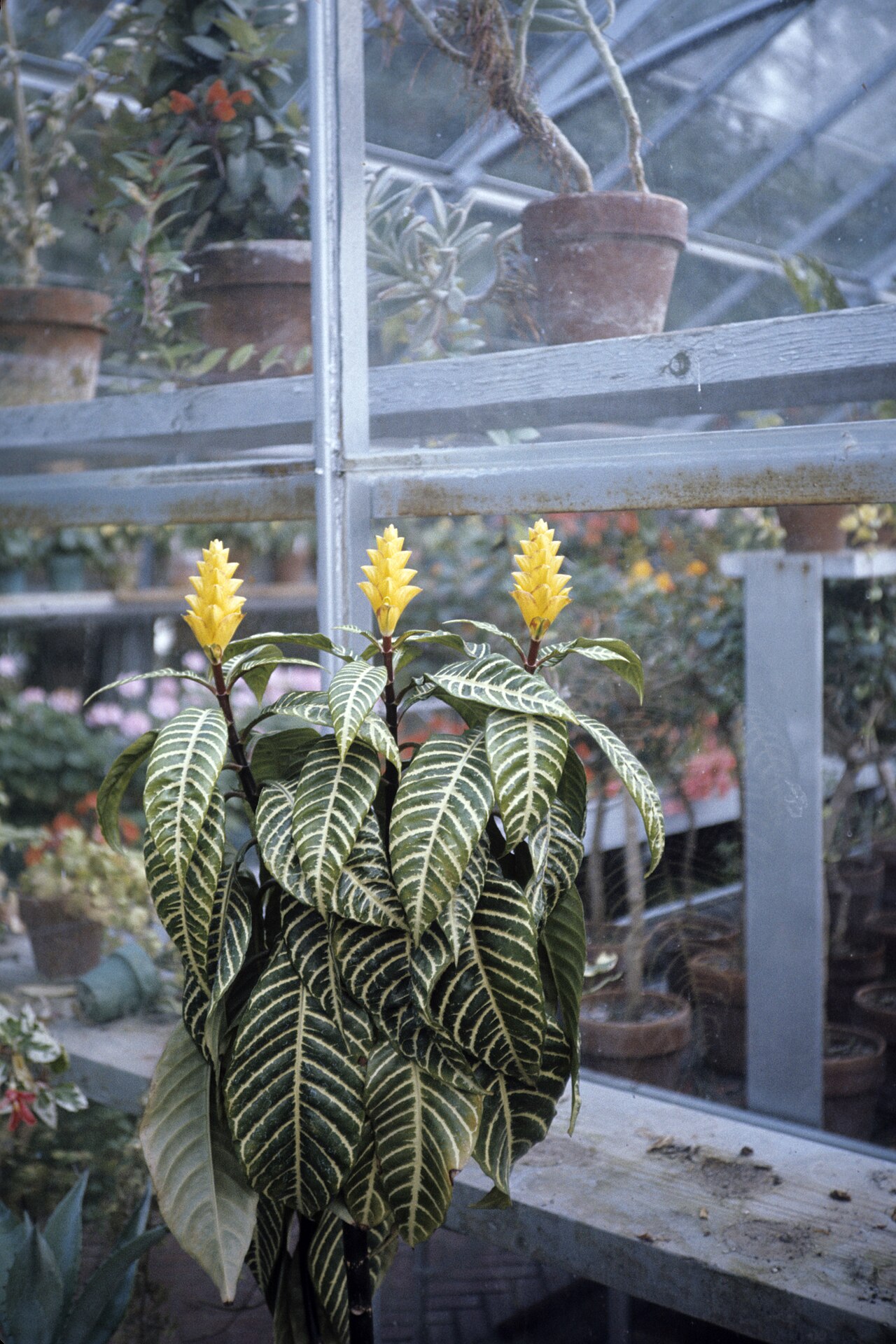 Representative Zebra Plant with bold white-veined leaves and yellow flowers